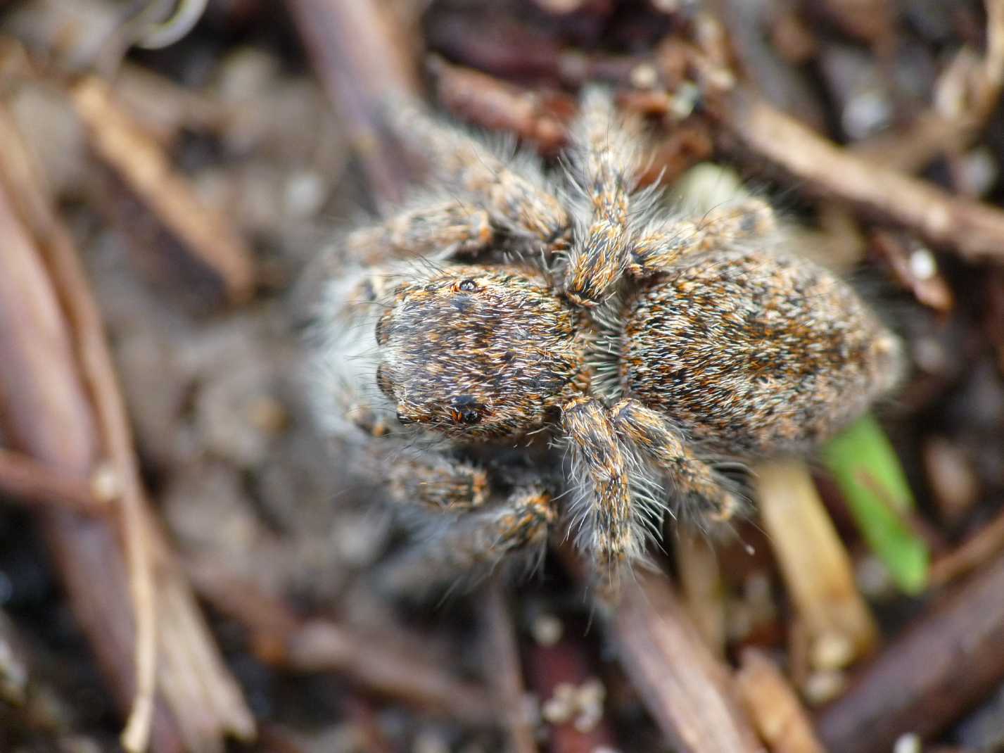 Giovani Philaeus chrysops - Ostia (RM)